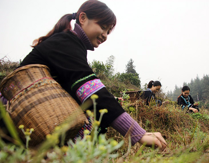 qingtuan grass