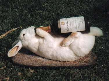 bunny beer