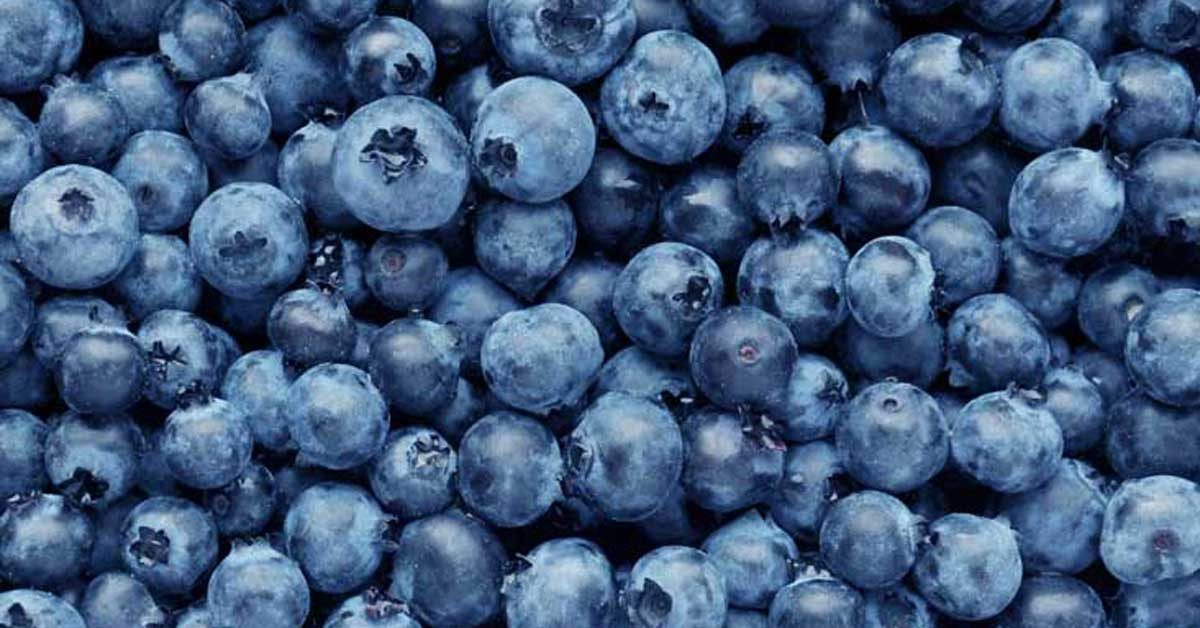 blueberries-1200x628-facebook-1200x628